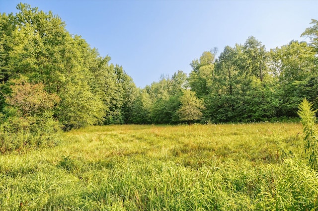 view of local wilderness