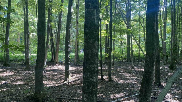 LOT113 Forestgrove Ct, Elmira, MI 49730 - photo 7