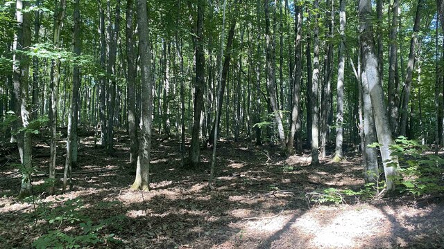 LOT113 Forestgrove Ct, Elmira, MI 49730 - photo 3