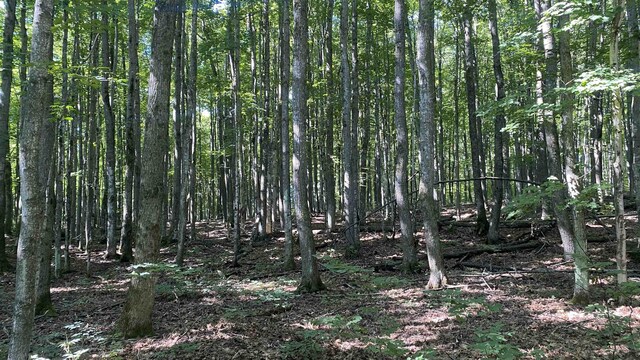 LOT113 Forestgrove Ct, Elmira, MI 49730 - photo 4