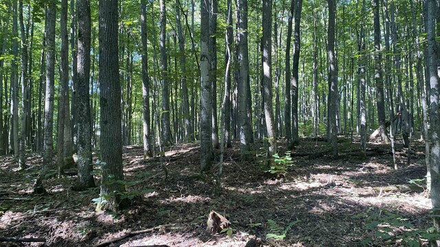 LOT113 Forestgrove Ct, Elmira, MI 49730 - photo 6