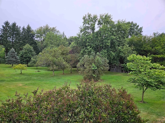 view of yard featuring a storage shed