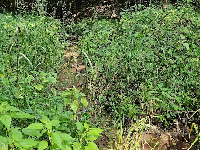 view of local wilderness