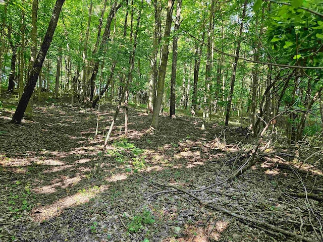 view of local wilderness