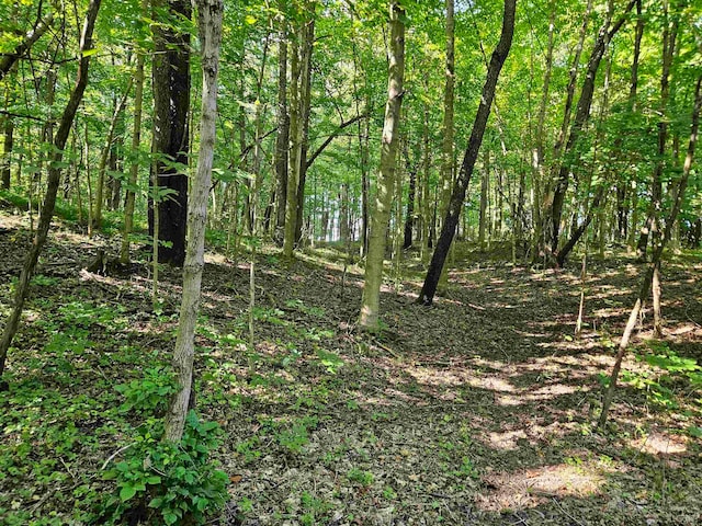 view of local wilderness