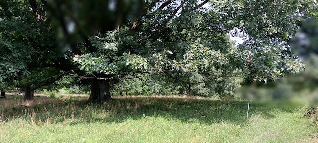 view of local wilderness