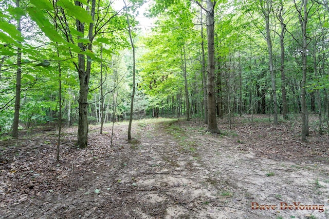 view of local wilderness