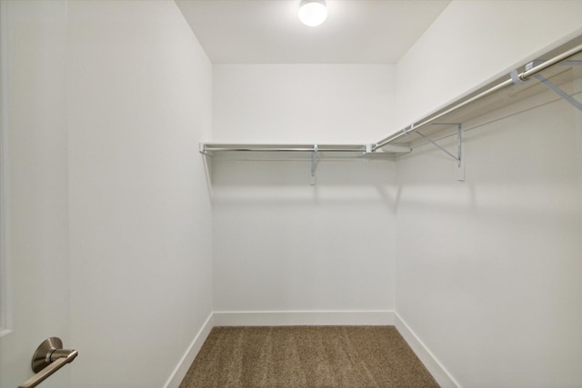 walk in closet featuring carpet flooring