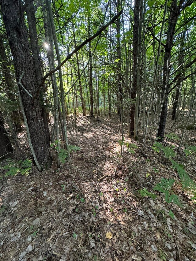 view of local wilderness