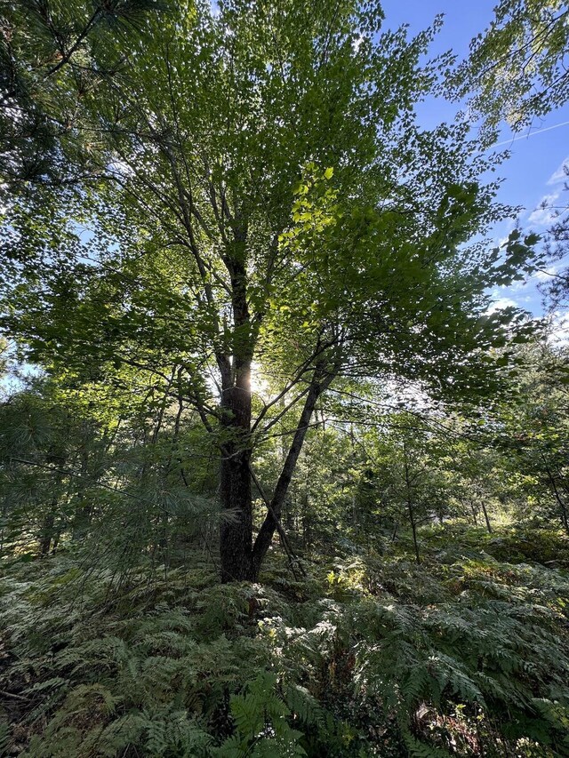 5490 S Harrison Rd, Houghton Lake, MI 48629 - view of local wilderness