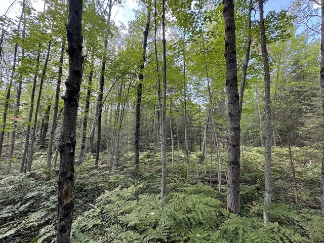 5490 S Harrison Rd, Houghton Lake, MI 48629 - view of tree filled area