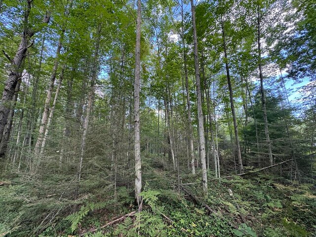 view of local wilderness