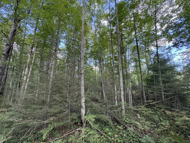 5490 S Harrison Rd, Houghton Lake, MI 48629 - view of nature