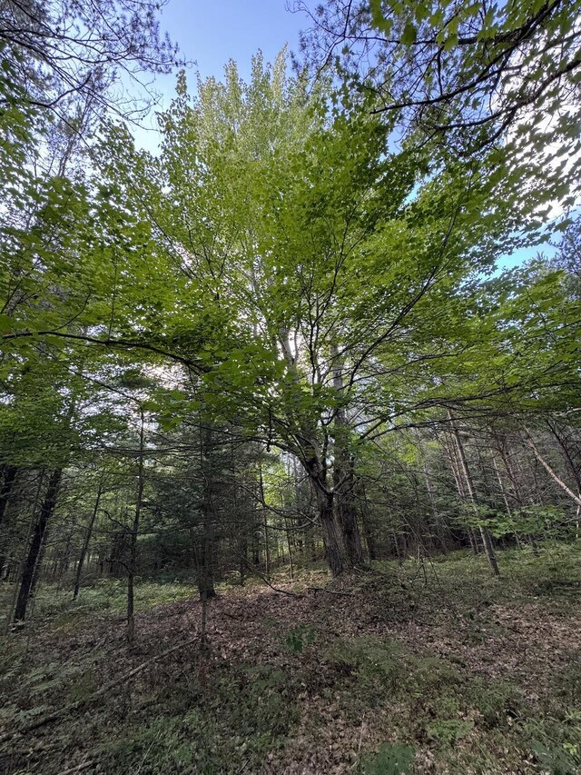 5490 S Harrison Rd, Houghton Lake, MI 48629 - view of woods