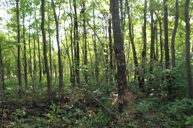 view of local wilderness