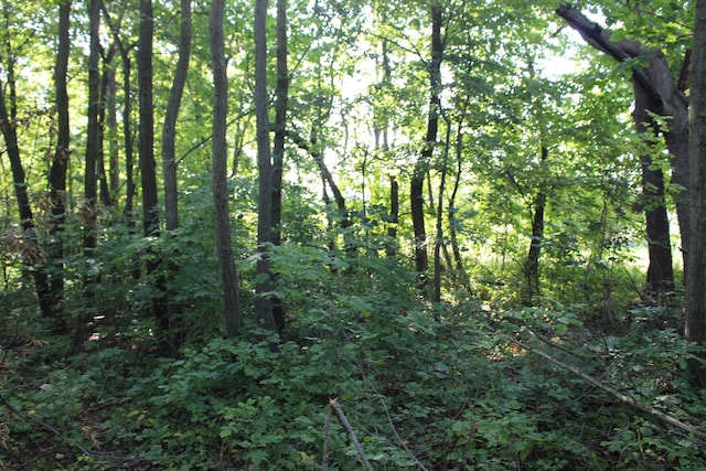 view of local wilderness