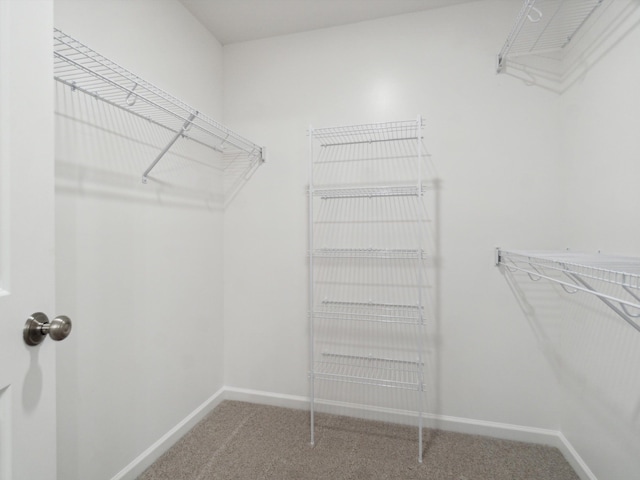 walk in closet featuring carpet