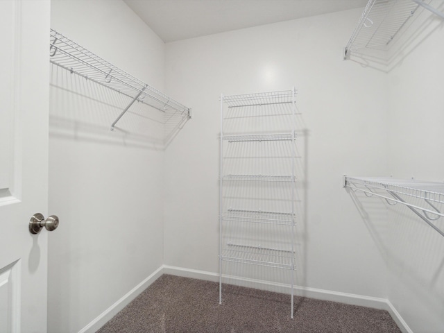 walk in closet featuring carpet