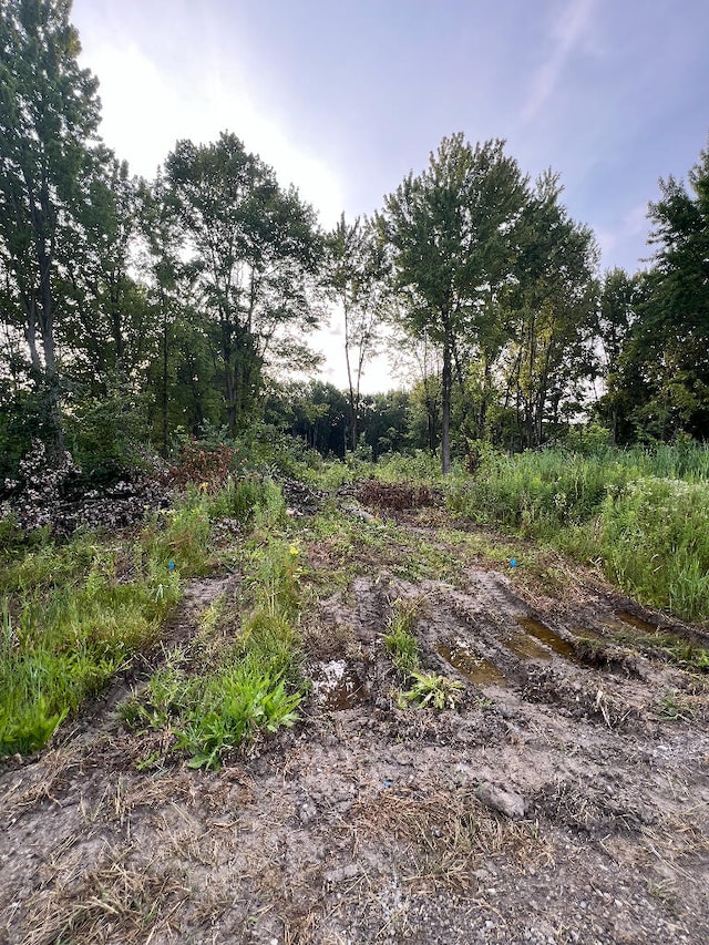 view of local wilderness