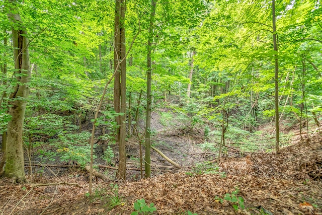 view of local wilderness