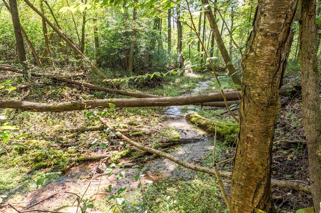 view of local wilderness