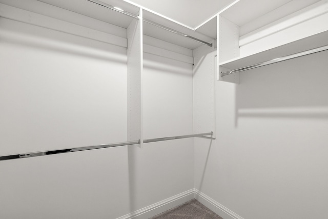 walk in closet with carpet floors