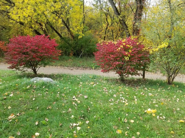 13664 Wabasis Ave NE, Cedar Springs, MI 49319 - view of green lawn featuring a view of trees