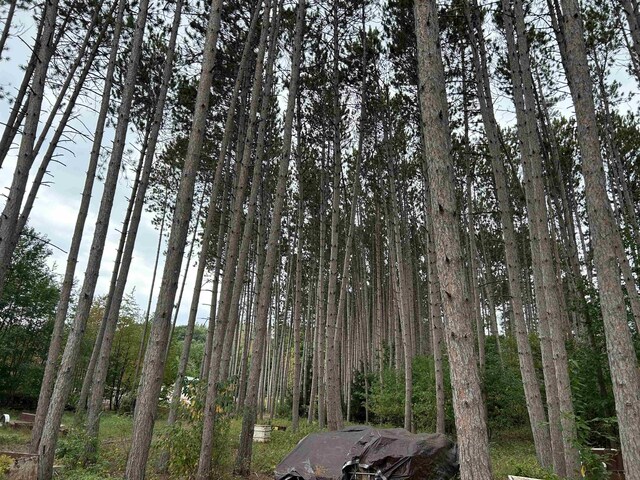 2768 S M-88, Bellaire, MI 49615 - view of local wilderness