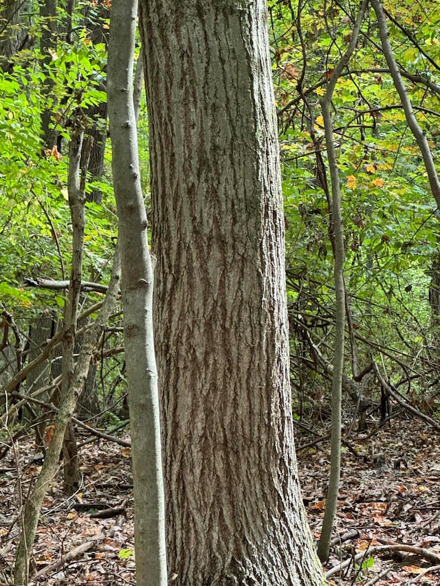 view of local wilderness