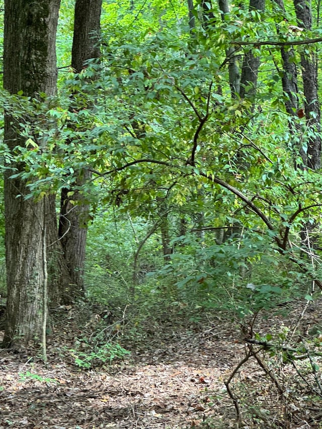 view of local wilderness