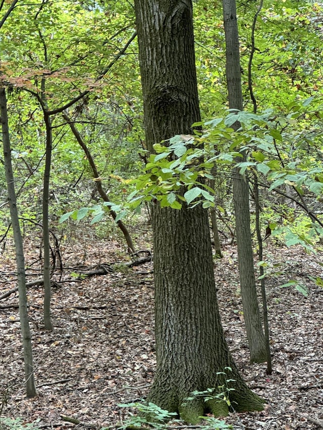 5295 Belding Rd NE, Rockford, MI 49341 - view of nature