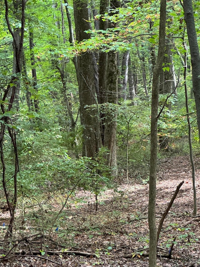 view of local wilderness