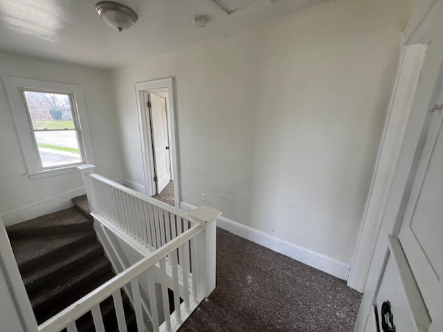 stairway featuring carpet floors