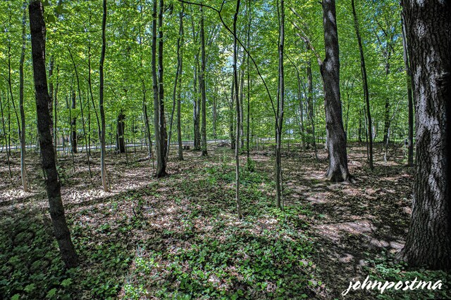 1875 Edwin Dr, Wayland, MI 49348 - view of woods