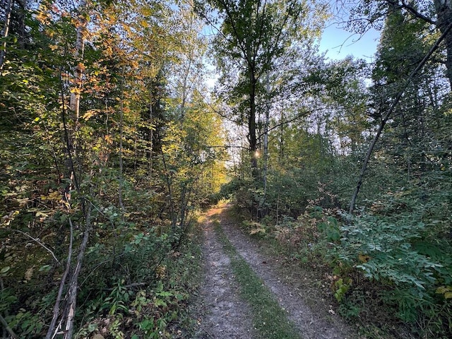 view of local wilderness