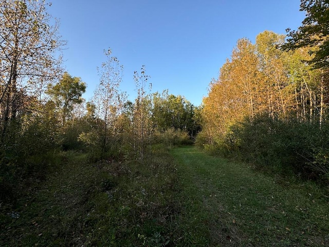 view of local wilderness