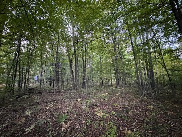 view of local wilderness