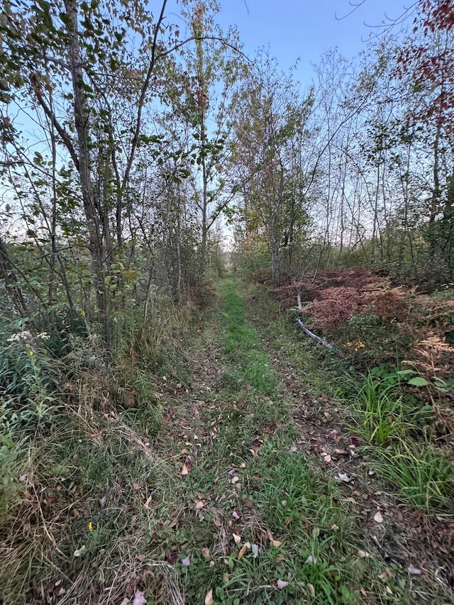 view of local wilderness