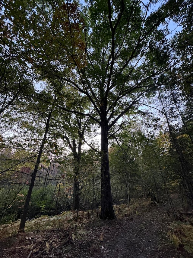 view of local wilderness