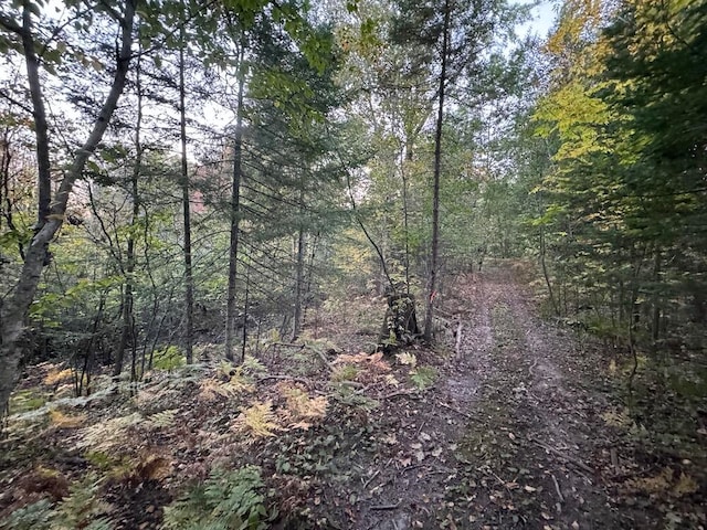 view of local wilderness