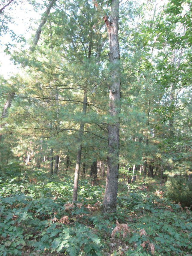 LOT137 Tabor Ave, Interlochen, MI 49643