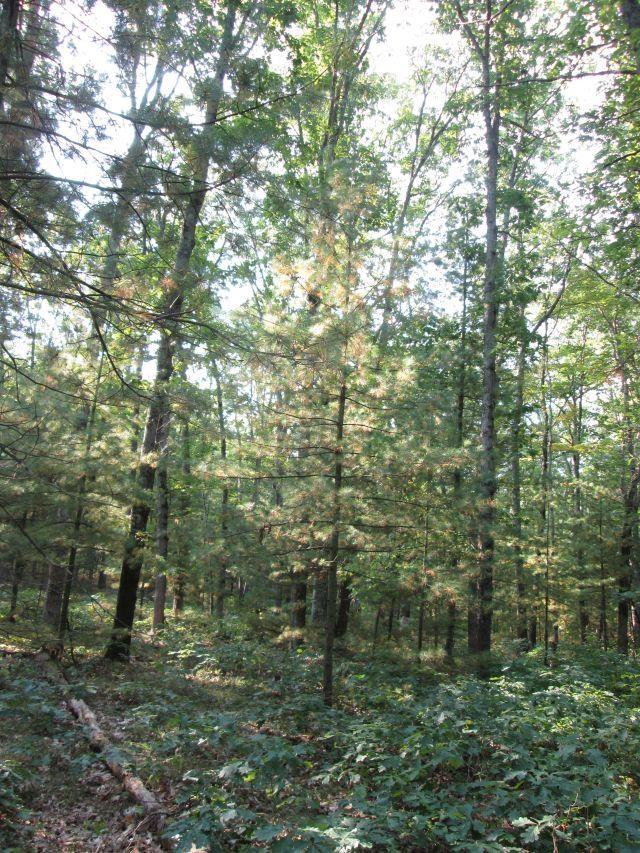 LOT137 Tabor Ave, Interlochen, MI 49643