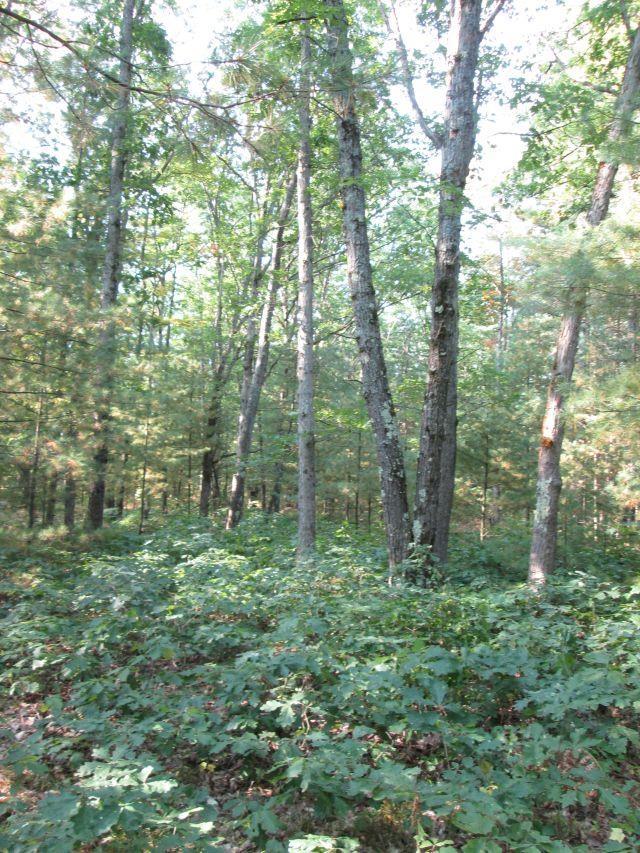 LOT137 Tabor Ave, Interlochen, MI 49643