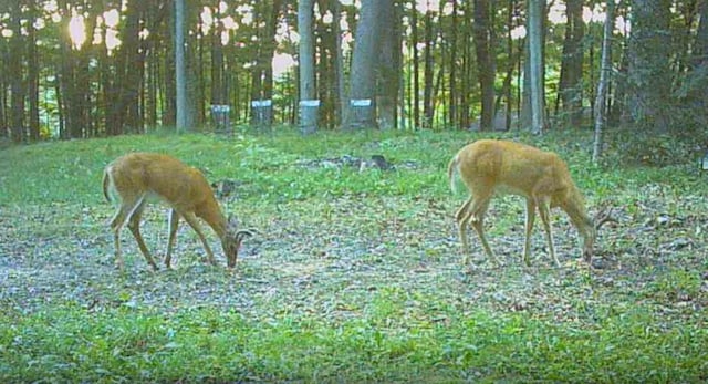 view of nature