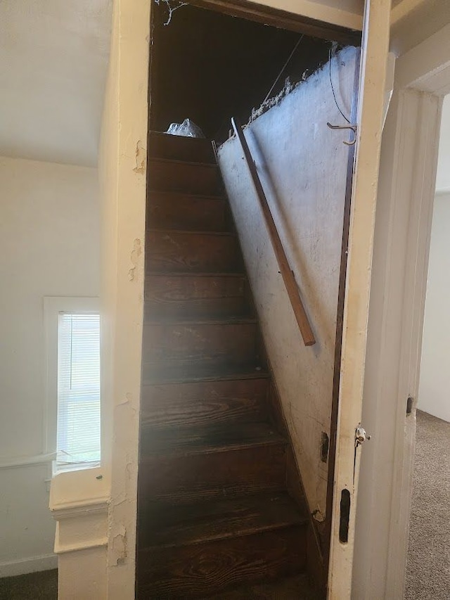 staircase featuring carpet flooring