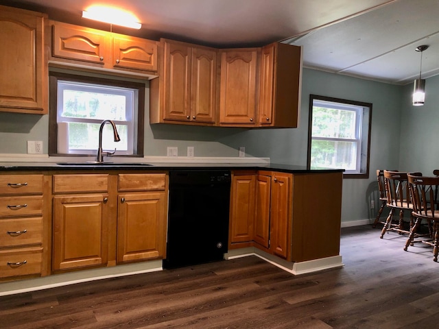 kitchen featuring dark hardwood / wood-style flooring, a healthy amount of sunlight, sink, and black dishwasher