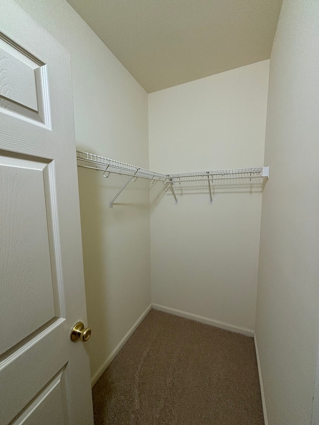 spacious closet featuring carpet floors