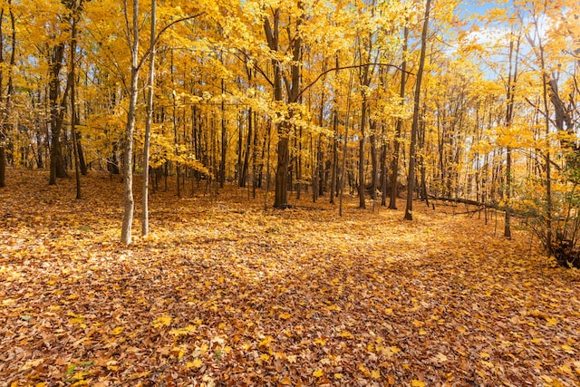 view of local wilderness