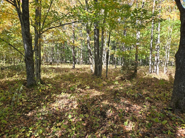 view of local wilderness