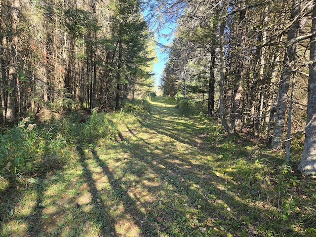 view of local wilderness